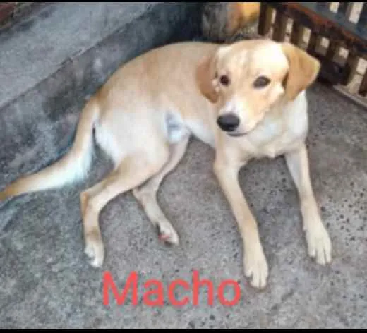 Cachorro ra a Indefinida idade 7 a 11 meses nome Leaoa