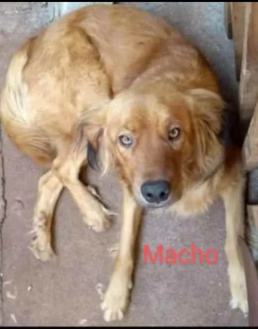 Cachorro ra a Indefinida idade 7 a 11 meses nome Leaoa