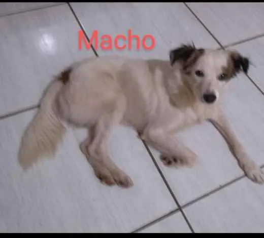 Cachorro ra a Indefinida idade 7 a 11 meses nome Pichuguinho