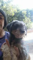 Madruguinha