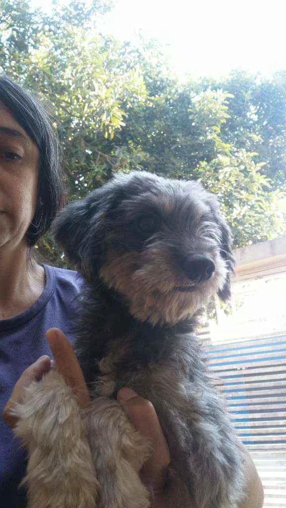 Cachorro ra a Poodle idade 1 ano nome Madruguinha