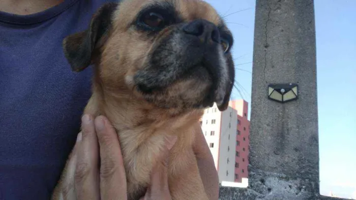 Cachorro ra a Pug idade 3 anos nome Bandit