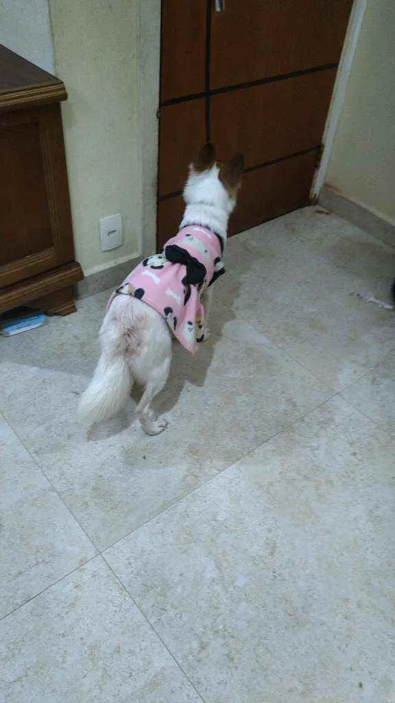 Cachorro ra a Srd idade 1 ano nome Luna