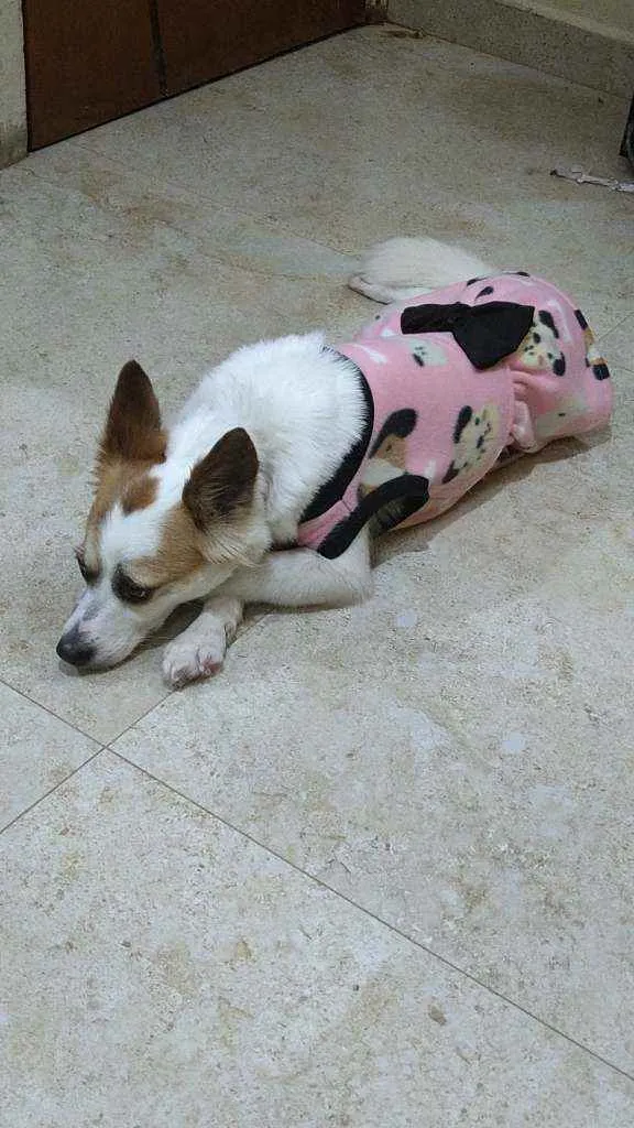 Cachorro ra a Srd idade 1 ano nome Luna