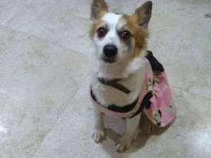 Cachorro raça Srd idade 1 ano nome Luna