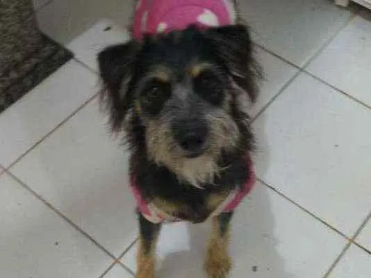 Cachorro ra a Srd idade 7 a 11 meses nome Julie 