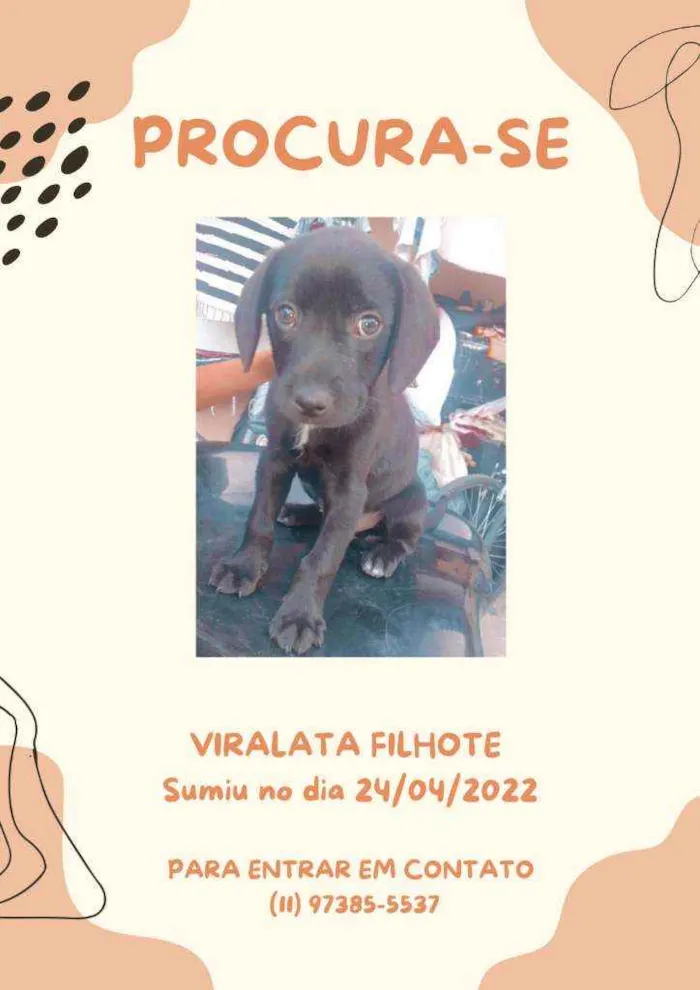 Cachorro ra a Vira lata idade 2 a 6 meses nome Banck