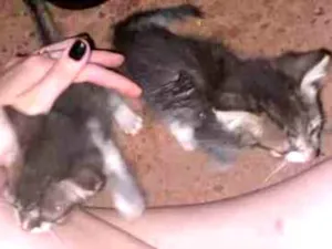Gato raça Não sei  idade Abaixo de 2 meses nome Não tem 