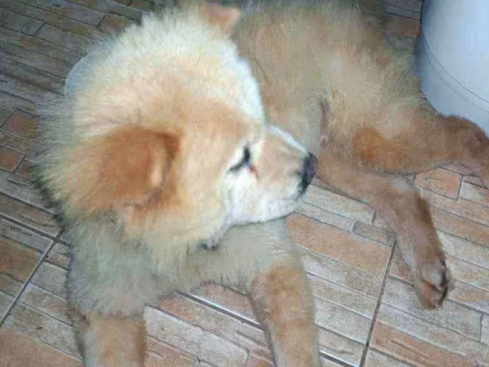 Cachorro ra a Chow Chow idade 4 anos nome Mary Jane