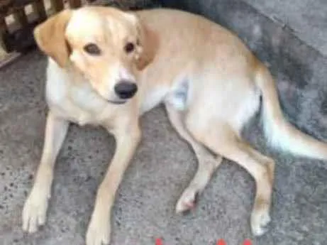 Cachorro ra a Indefinida idade 7 a 11 meses nome Leaoa