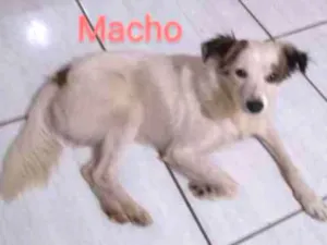 Cachorro raça Indefinida idade 7 a 11 meses nome Pichuguinho