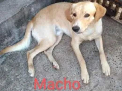 Cachorro ra a Indefinida idade 1 ano nome Marley