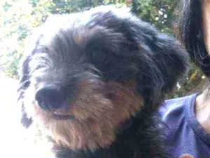 Cachorro raça Poodle idade 1 ano nome Madruguinha