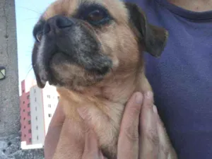 Cachorro raça Pug idade 3 anos nome Bandit