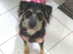 Cachorro raça Srd idade 7 a 11 meses nome Julie 