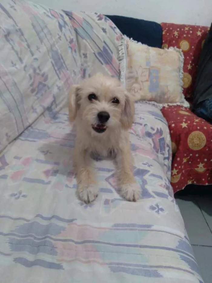 Cachorro raça SRD idade 2 anos nome Kiara