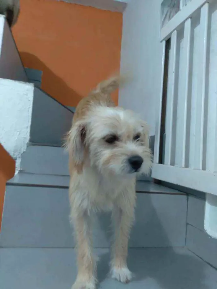 Cachorro raça SRD idade 2 anos nome Kiara