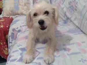 Cachorro raça SRD idade 2 anos nome Kiara