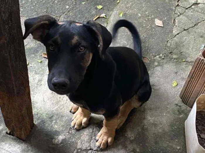 Cachorro ra a Vira Lara idade 2 a 6 meses nome Big