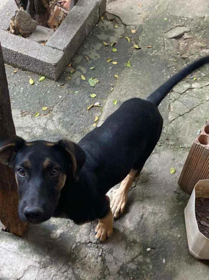 Cachorro ra a Vira Lara idade 2 a 6 meses nome Big