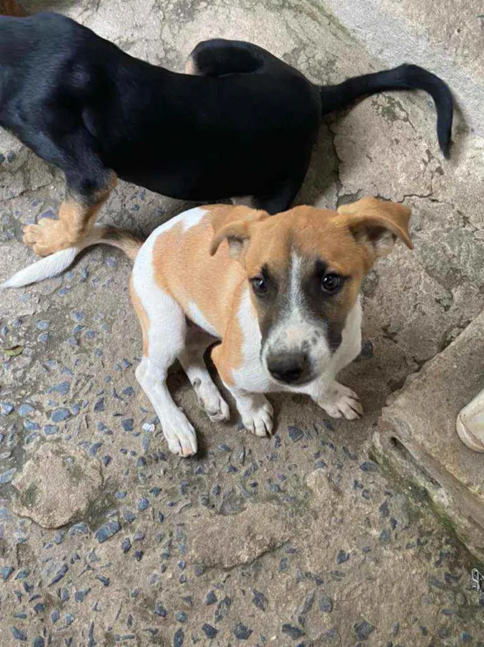 Cachorro ra a Vira Lara idade 2 a 6 meses nome Boy