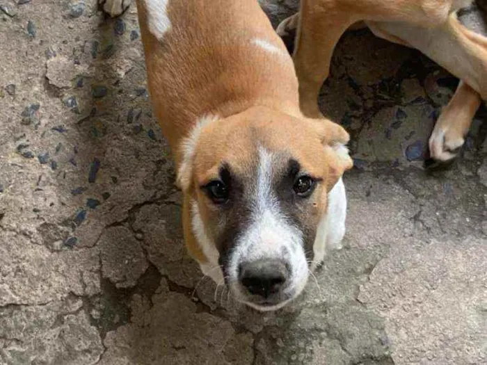 Cachorro ra a Vira Lara idade 2 a 6 meses nome Boy