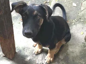 Cachorro raça Vira Lara idade 2 a 6 meses nome Big