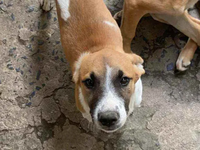 Cachorro ra a Vira Lara idade 2 a 6 meses nome Boy