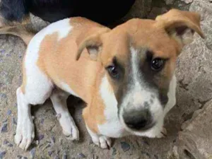 Cachorro raça Vira Lara idade 2 a 6 meses nome Boy