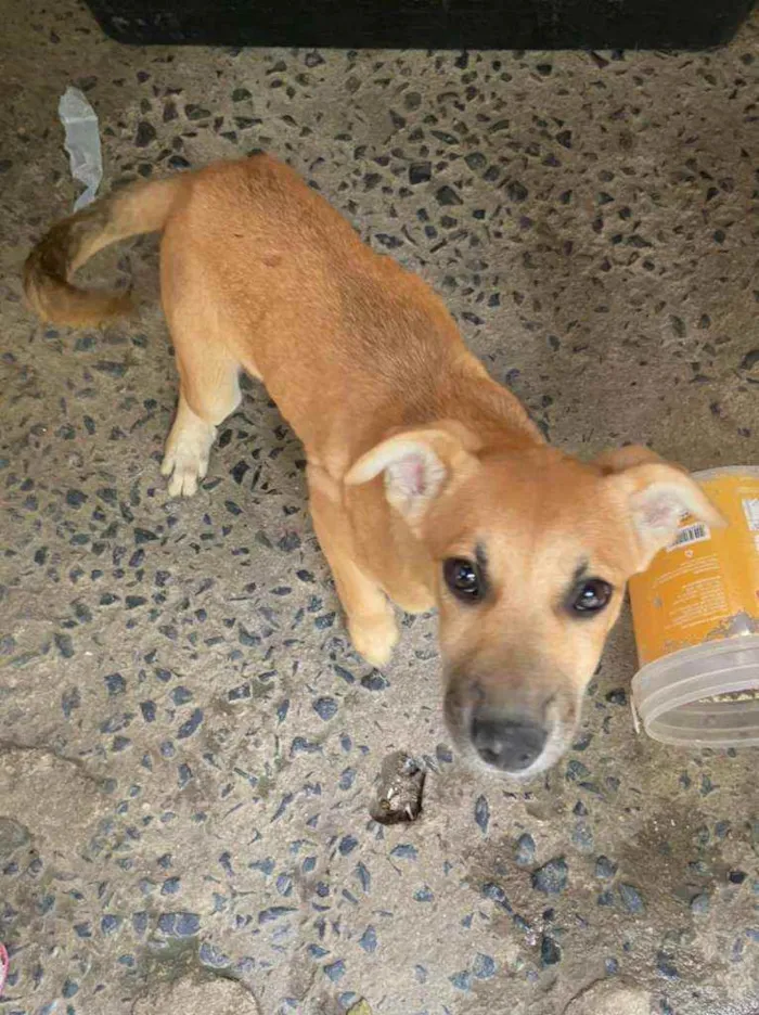 Cachorro ra a Vira Lara idade 2 a 6 meses nome Jade 