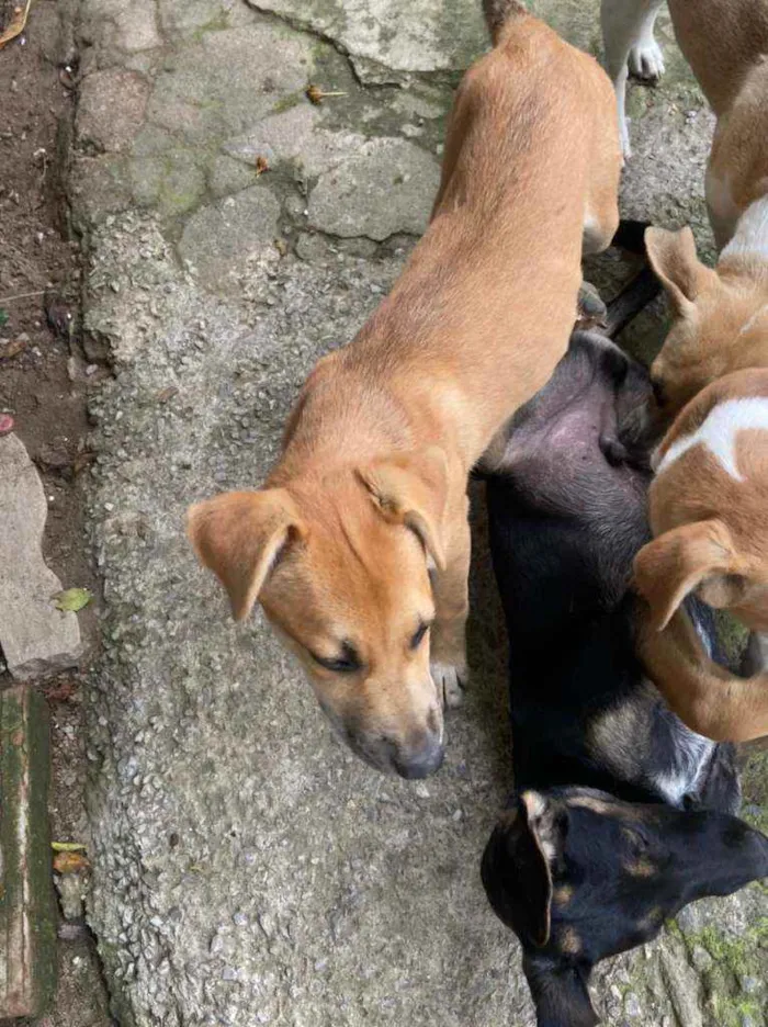 Cachorro ra a Vira Lara idade 2 a 6 meses nome Jade 