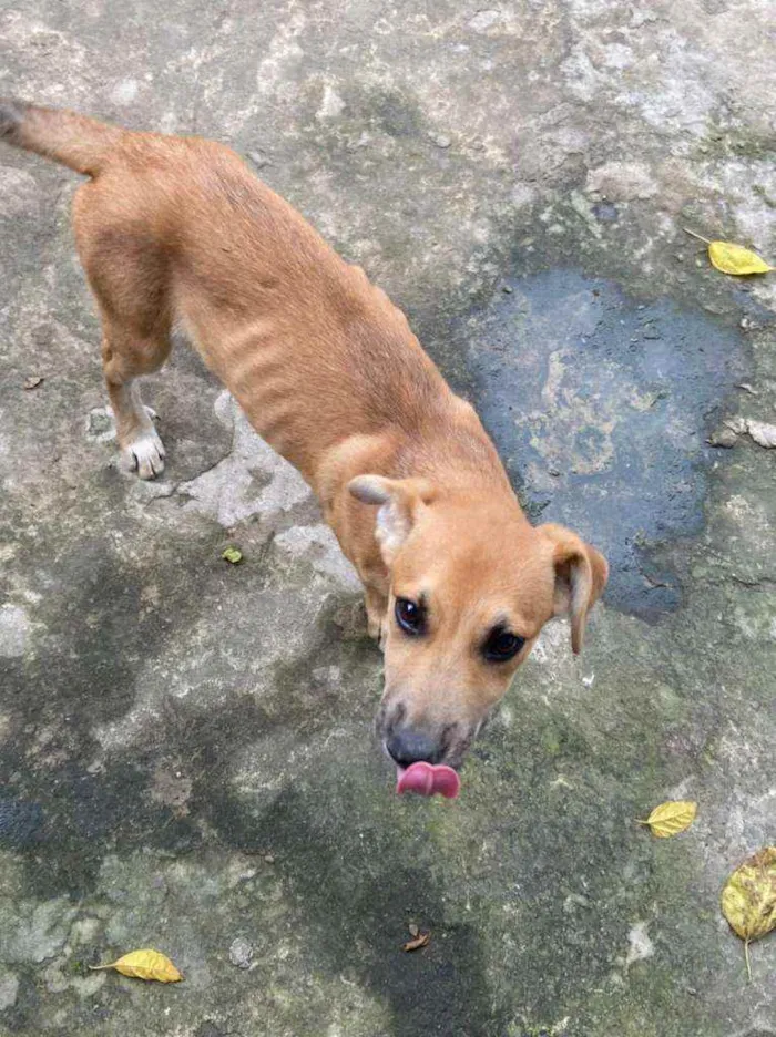 Cachorro ra a Vira Lara idade 2 a 6 meses nome Jade 