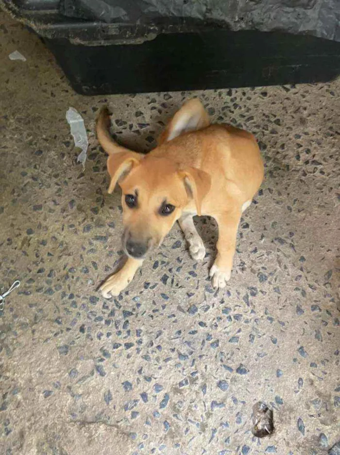 Cachorro ra a Vira Lara idade 2 a 6 meses nome Jade 