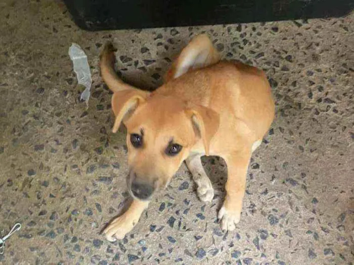 Cachorro ra a Vira Lara idade 2 a 6 meses nome Jade 