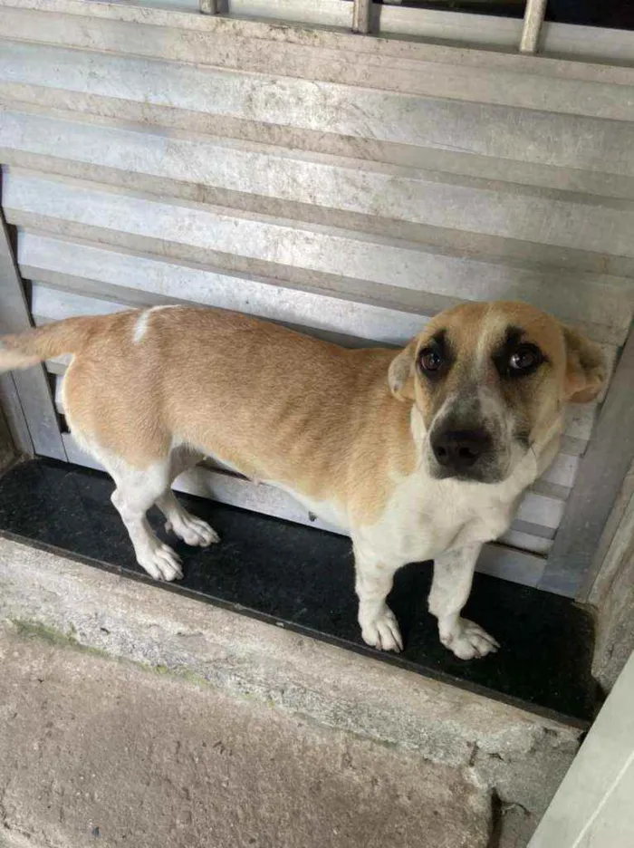 Cachorro ra a Vira Lara idade 1 ano nome Pipoca