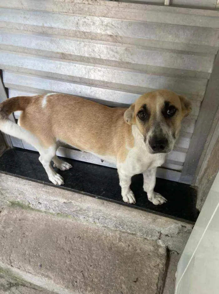 Cachorro ra a Vira Lara idade 1 ano nome Pipoca