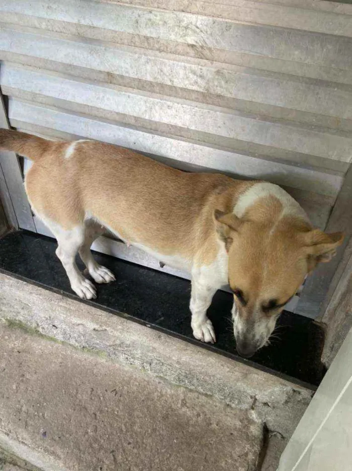 Cachorro ra a Vira Lara idade 1 ano nome Pipoca