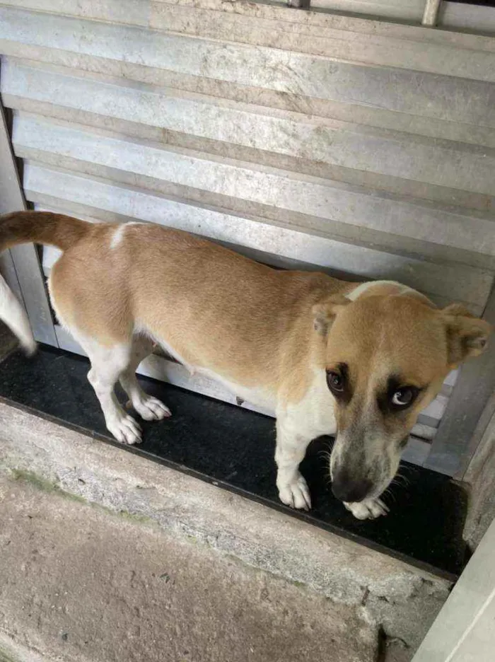 Cachorro ra a Vira Lara idade 1 ano nome Pipoca