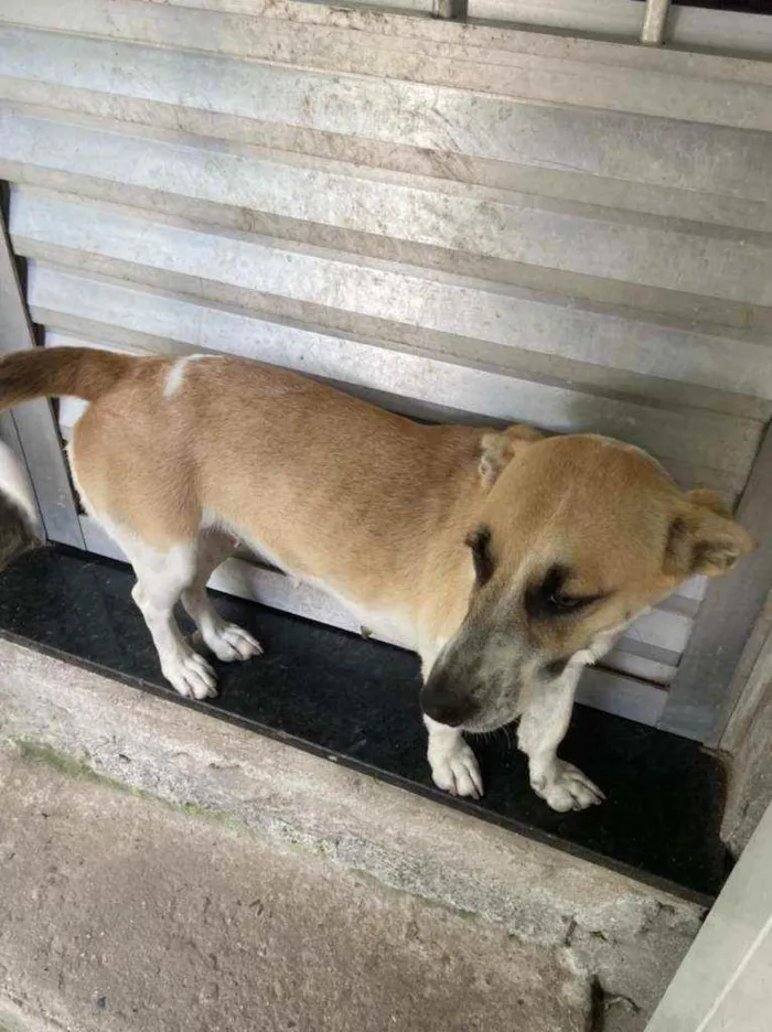 Cachorro ra a Vira Lara idade 1 ano nome Pipoca