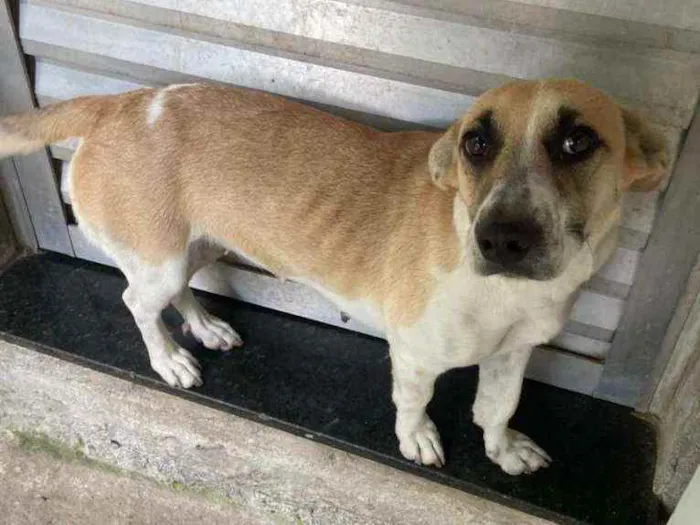 Cachorro ra a Vira Lara idade 1 ano nome Pipoca