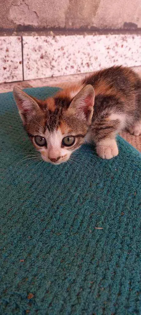 Gato raça Vira lata  idade 2 a 6 meses nome Catarina, perola, na