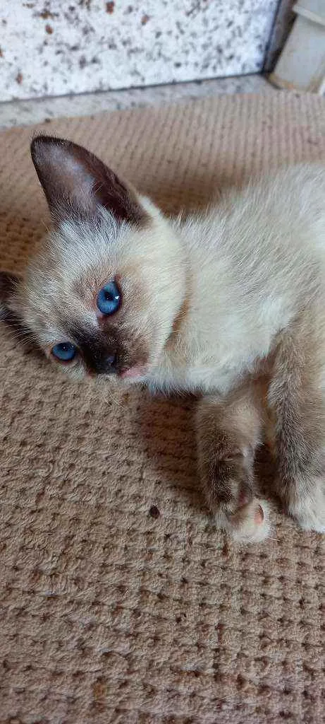 Gato raça Vira lata  idade 2 a 6 meses nome Catarina, perola, na