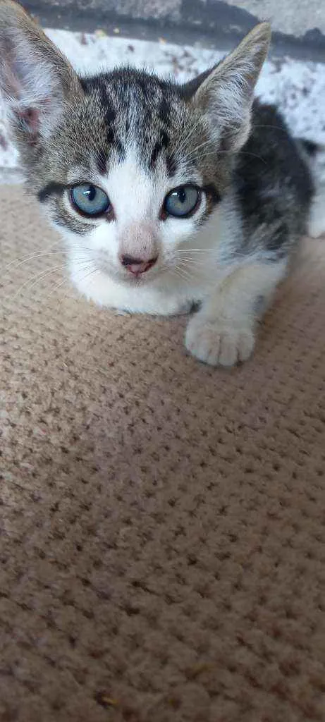Gato raça Vira lata  idade 2 a 6 meses nome Catarina, perola, na
