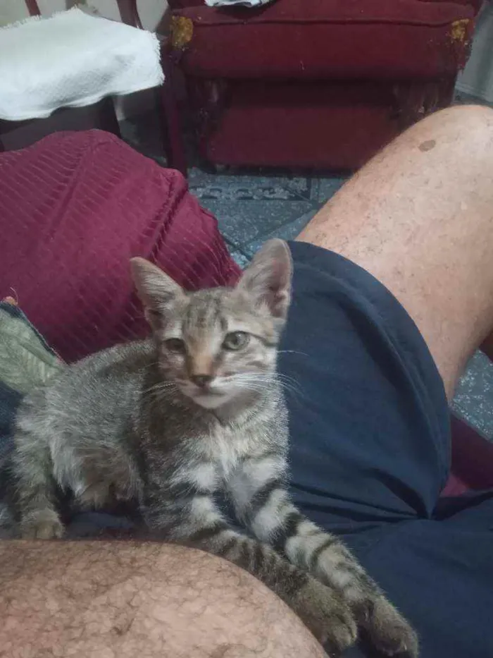 Gato ra a Indeterminada  idade Abaixo de 2 meses nome Sem nome 