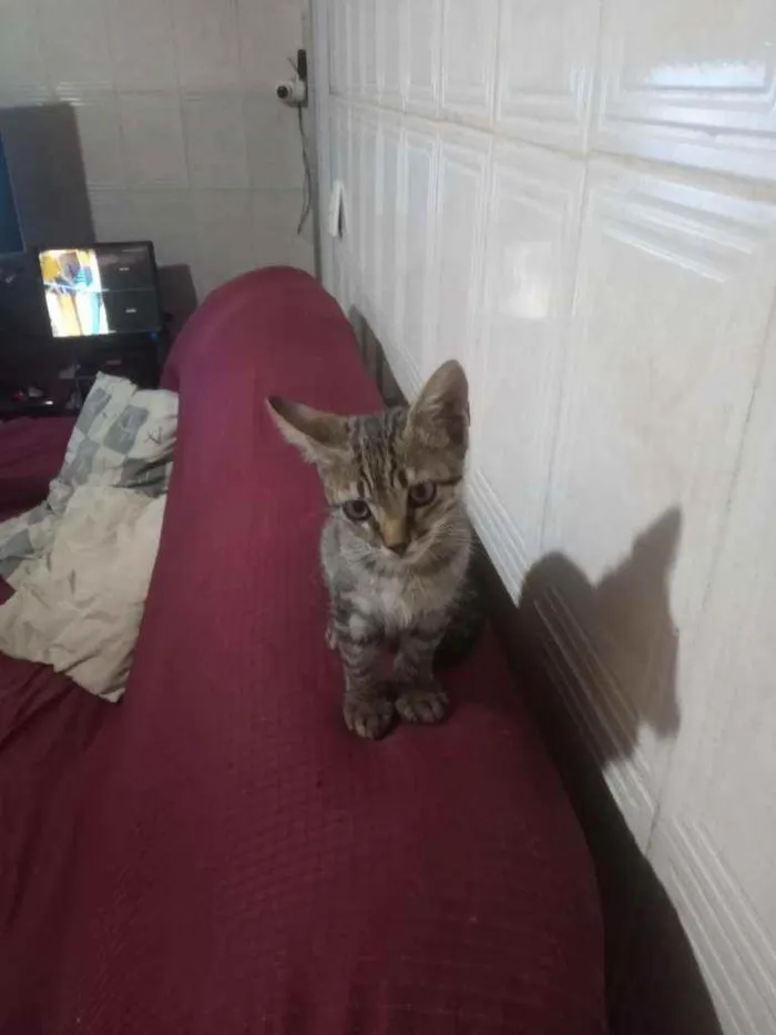 Gato ra a Indeterminada  idade Abaixo de 2 meses nome Sem nome 