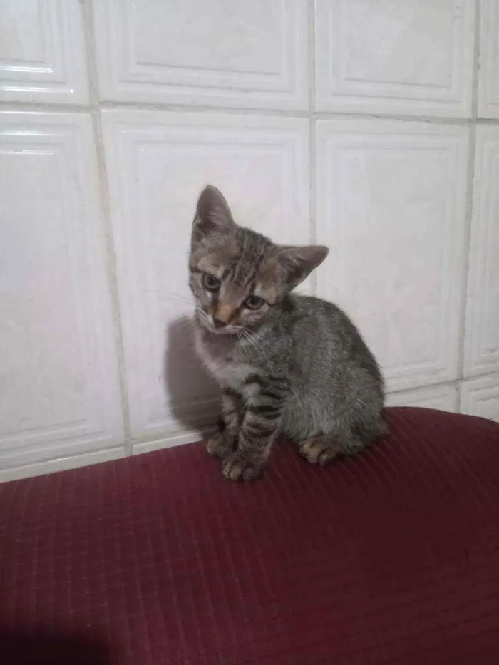 Gato ra a Indeterminada  idade Abaixo de 2 meses nome Sem nome 