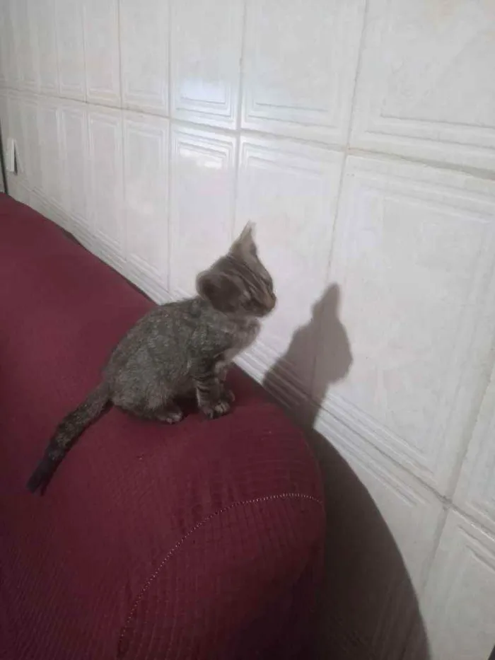 Gato ra a Indeterminada  idade Abaixo de 2 meses nome Sem nome 