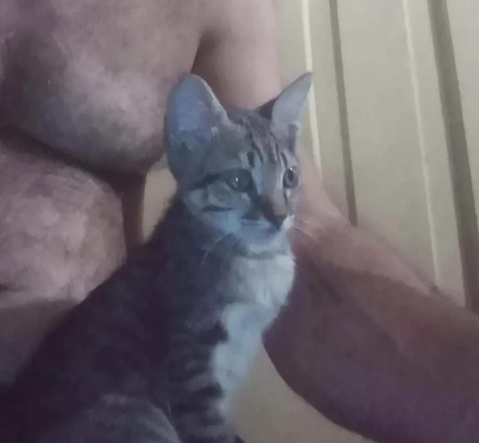 Gato ra a Indeterminada  idade Abaixo de 2 meses nome Sem nome 