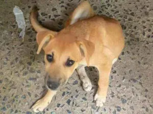 Cachorro raça Vira Lara idade 2 a 6 meses nome Jade 