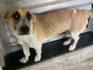 Cachorro raça Vira Lara idade 1 ano nome Pipoca